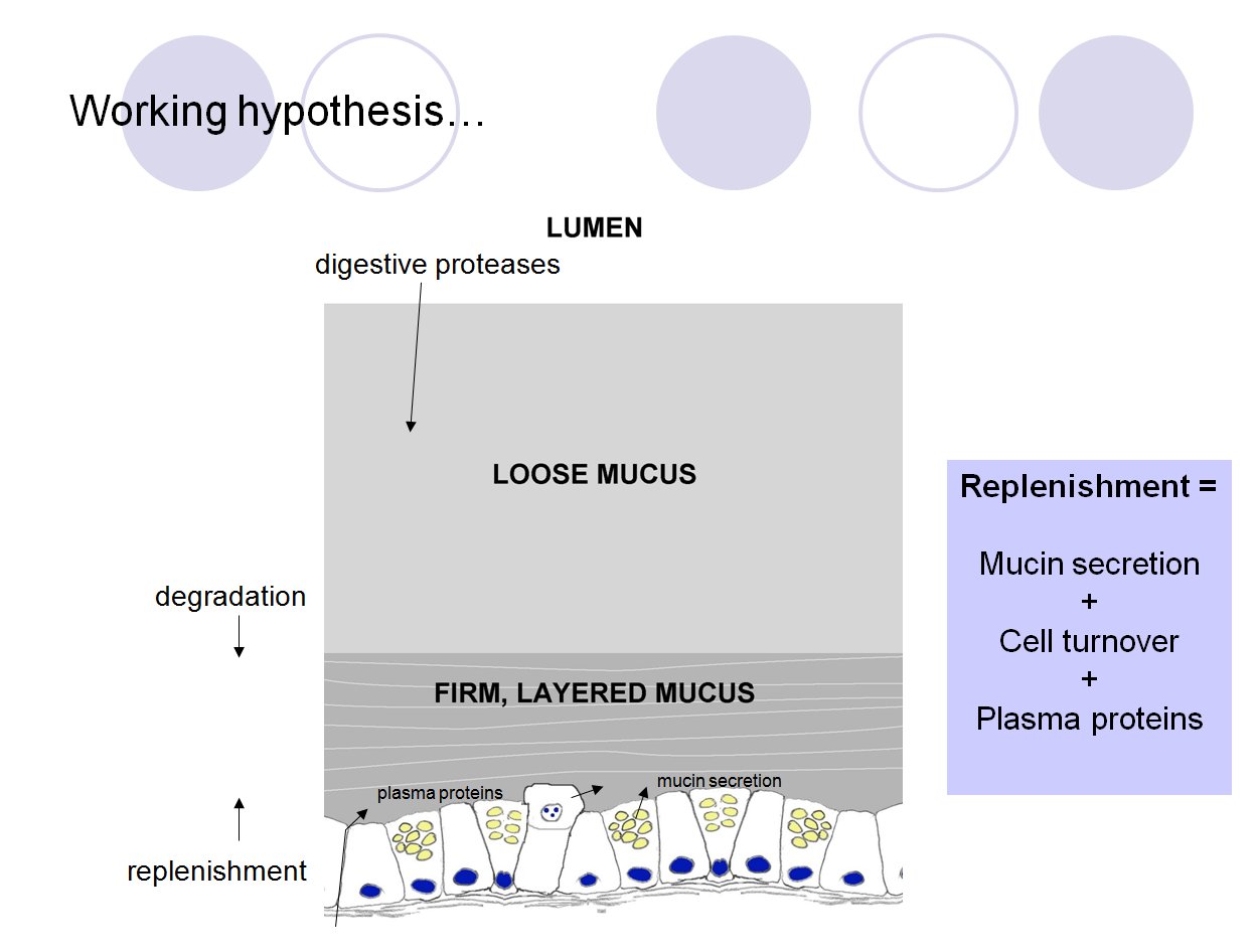 mucus hypothesis